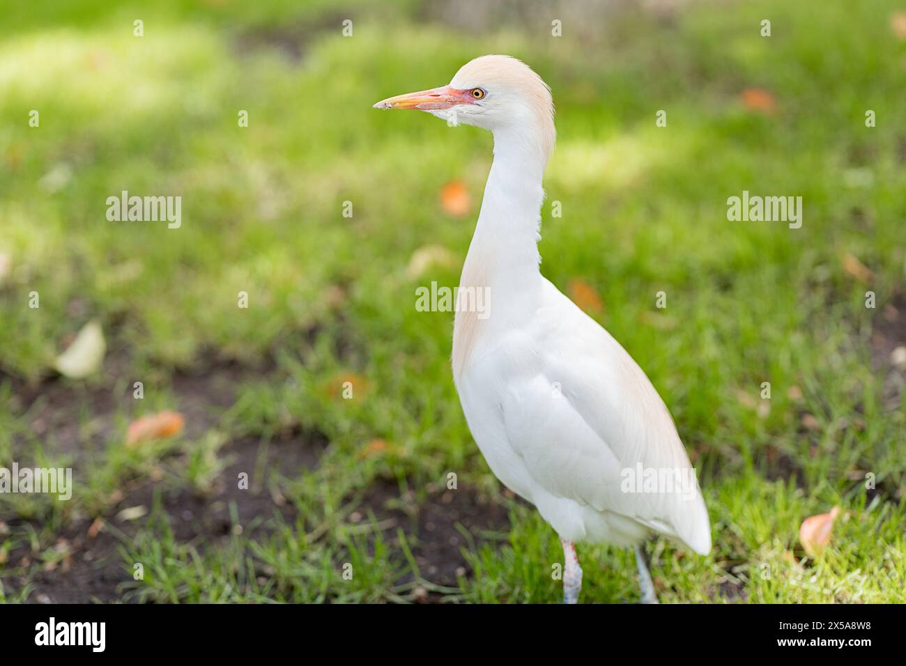 Das eindrucksvolle Bild eines weißen westlichen Rinderreihers, Bubulcus ibis, der anmutig auf einem üppig grünen Rasen steht und seine zarten Merkmale und seine Vinnie zeigt Stockfoto Das eindrucksvolle Bild eines weißen westlichen Rinderreihers, Bubulcus ibis, der anmutig auf einem üppig grünen Rasen steht und seine zarten Merkmale und seine Vinnie zeigt Stockfoto