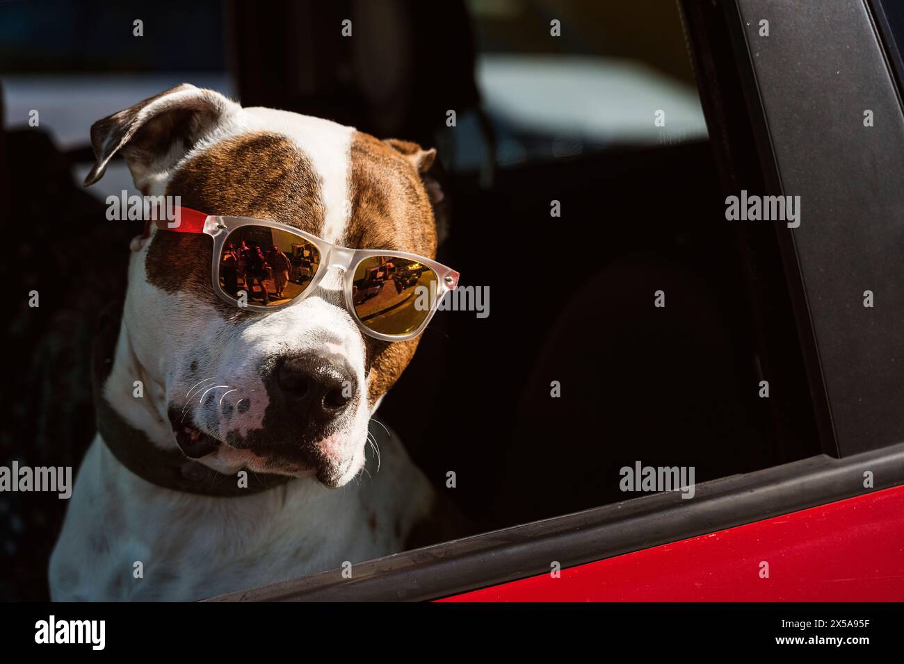 Ein cool aussehender Hund mit schlankem Mantel trägt eine reflektierende Sonnenbrille, während er aus einem Autofenster blickt. Stockfoto