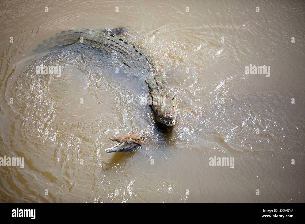 Massive amerikanische Krokodile sonnen sich entlang der schlammigen Ufer des Tarcoles-Flusses an der malerischen Pazifikküste von Puntarenas, Costa Rica. Stockfoto