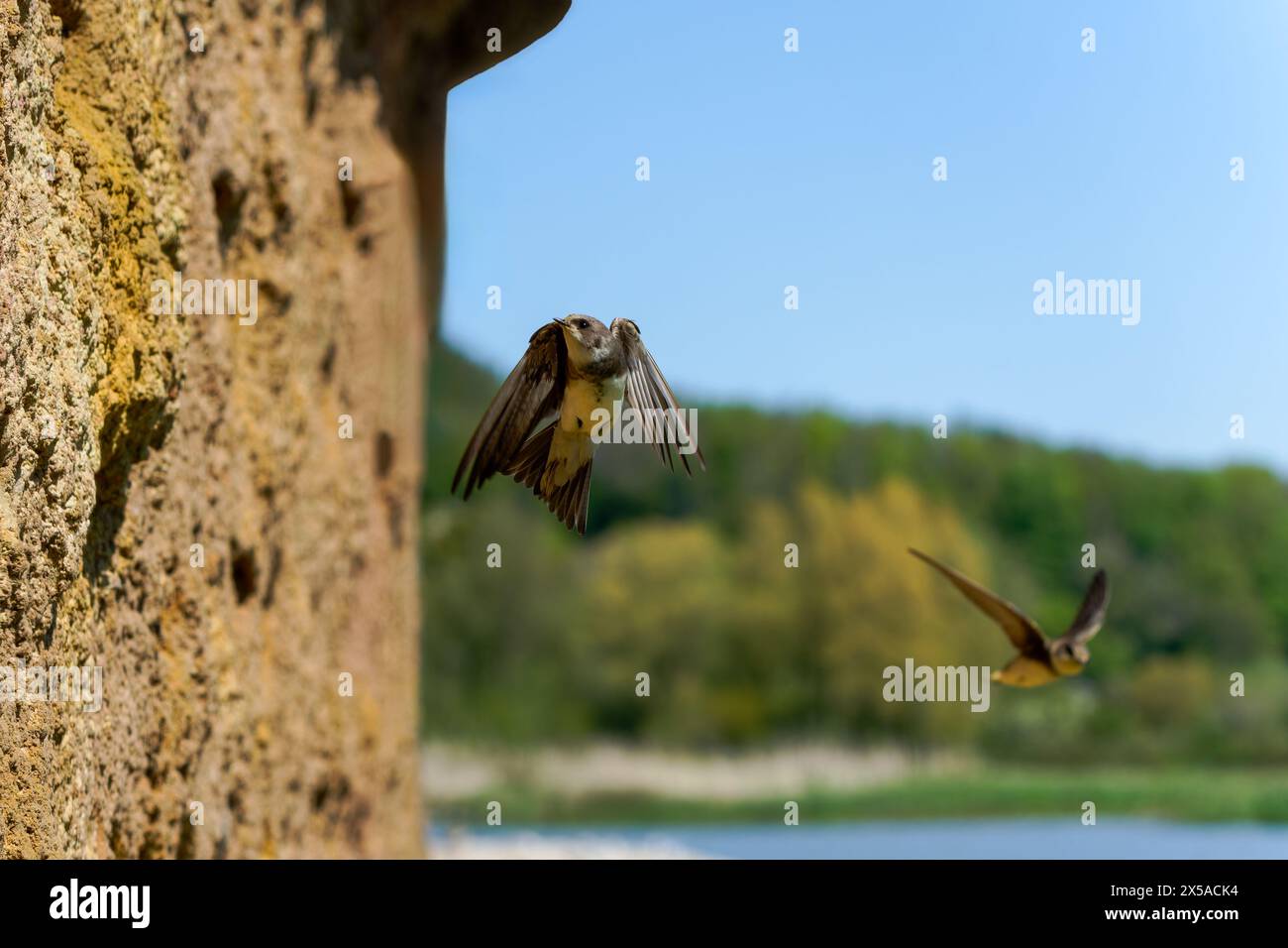 Ein Paar Sand martins-Riparia Fließen in der Nähe des Nistplatzes. Uk Stockfoto