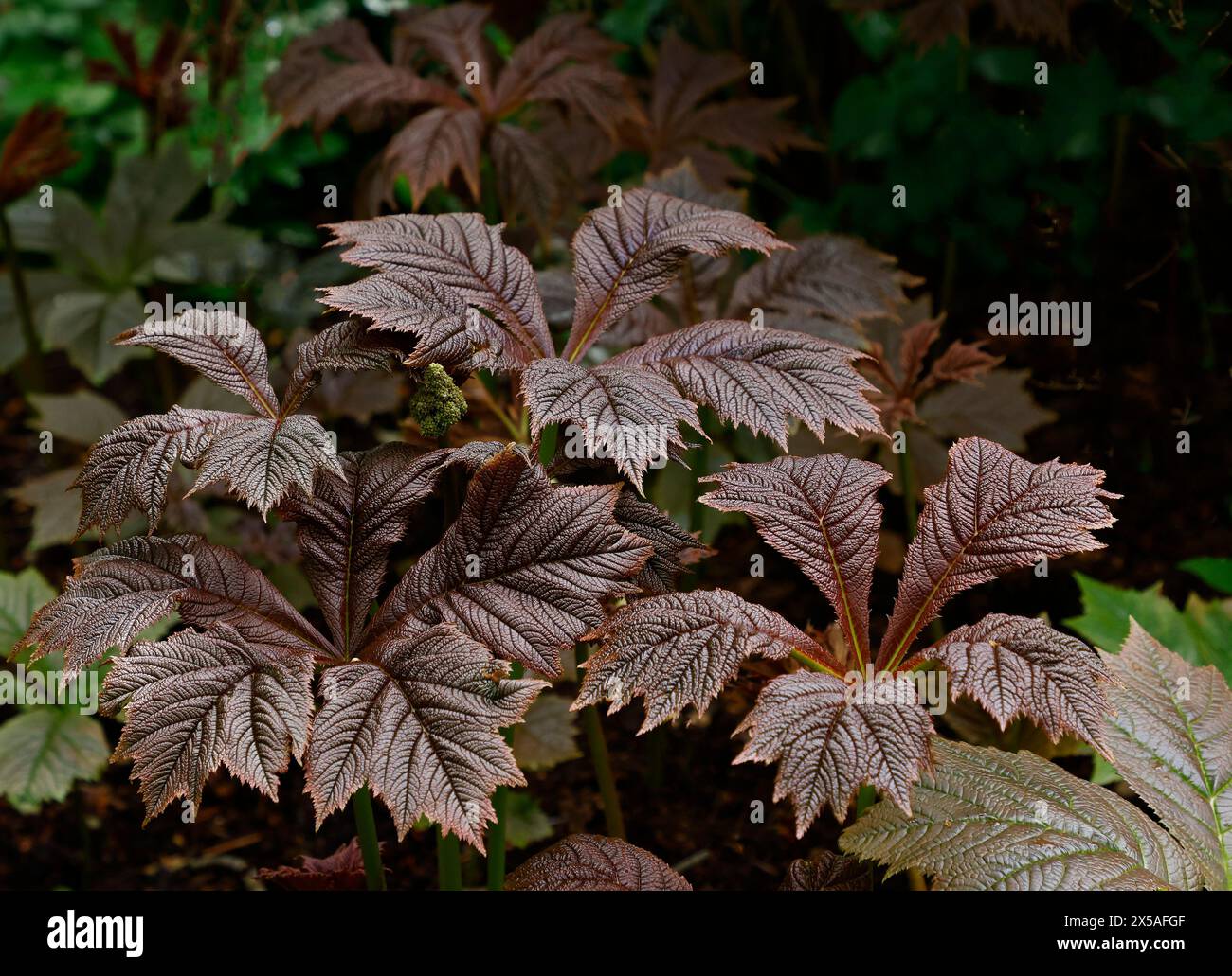 Nahaufnahme der bronzefarbenen Blätter der Zierkraut-Staudenselektion Rodgersia podophylla donard. Stockfoto