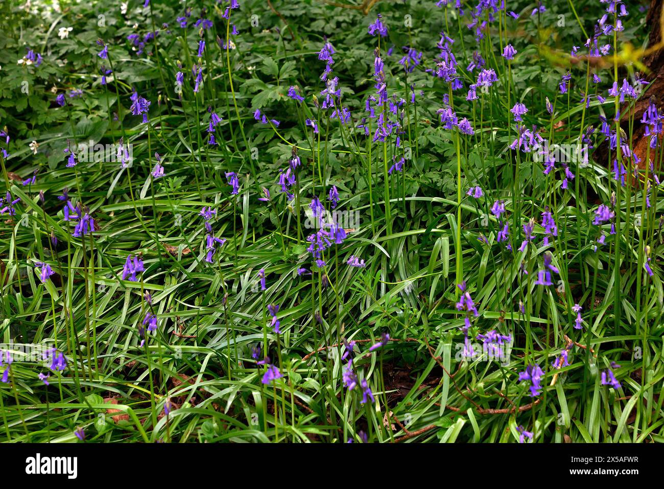 Nahaufnahme der blauen Blüten der einheimischen Frühlingsblühenden Gartenzwiebelpflanze Hyacinthoides non-scripta Stockfoto