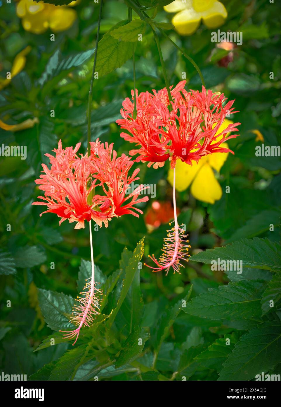 Ein paar lebendige rote Campanilla Flowers Bermuda Botanical Gardens Stockfoto
