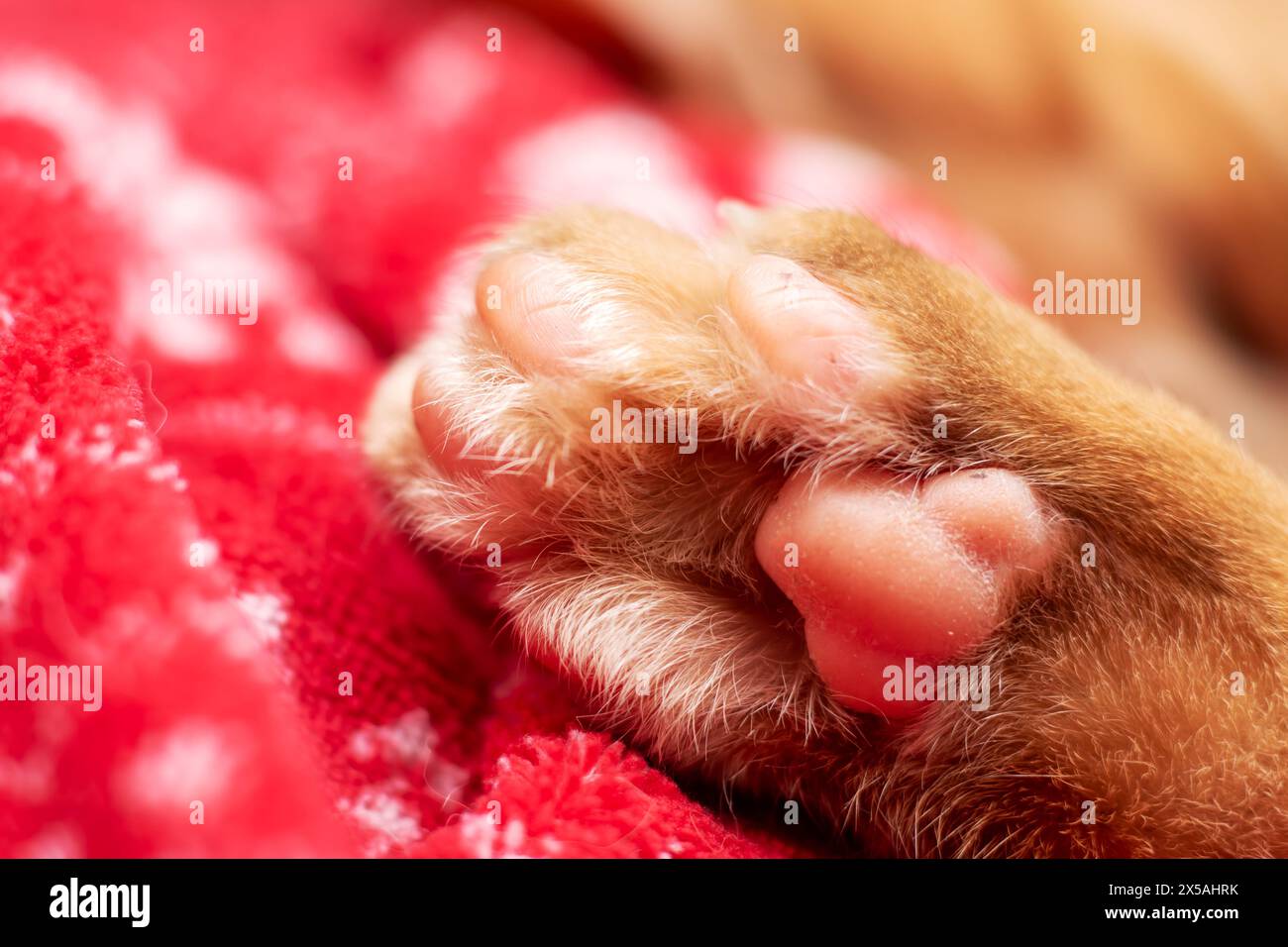 Eine Nahaufnahme eines Felidaes-Beins auf einer roten Decke mit Whiskers, Snout und Nail. Die Geste der kleinen bis mittelgroßen Katzen wird in der Nähe eines Windos festgehalten Stockfoto