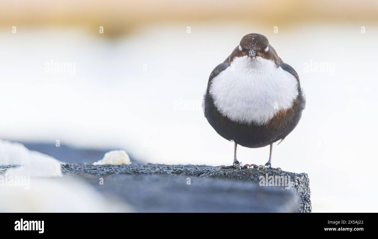 Frontalansicht eines wilden Weißkehlenlöffels (Cinclus cinclus) / Wasserspreeuw mit geschlossenen Augen in Ruhe, in den Niederlanden, hochkant Stockfoto