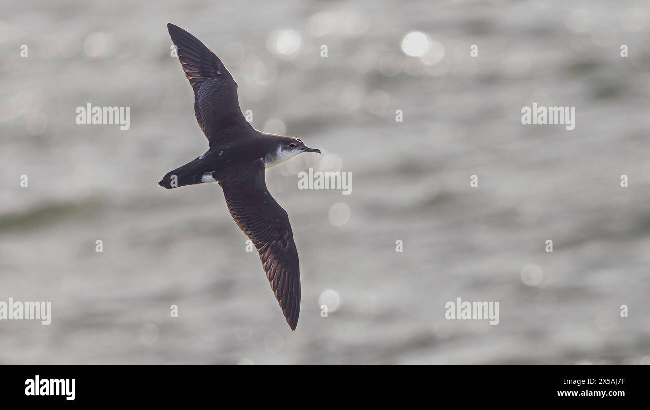 Manx Shearwater (Puffinus puffinus) im Flug mit Hinterleuchtung fotografiert mit oberen Flügeln, fotografiert in Yerseke, Niederlande Stockfoto