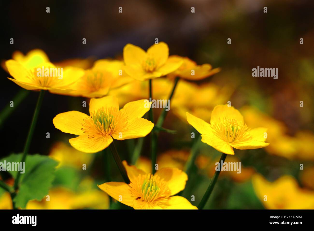 Sumpfdotterblumen Stockfoto