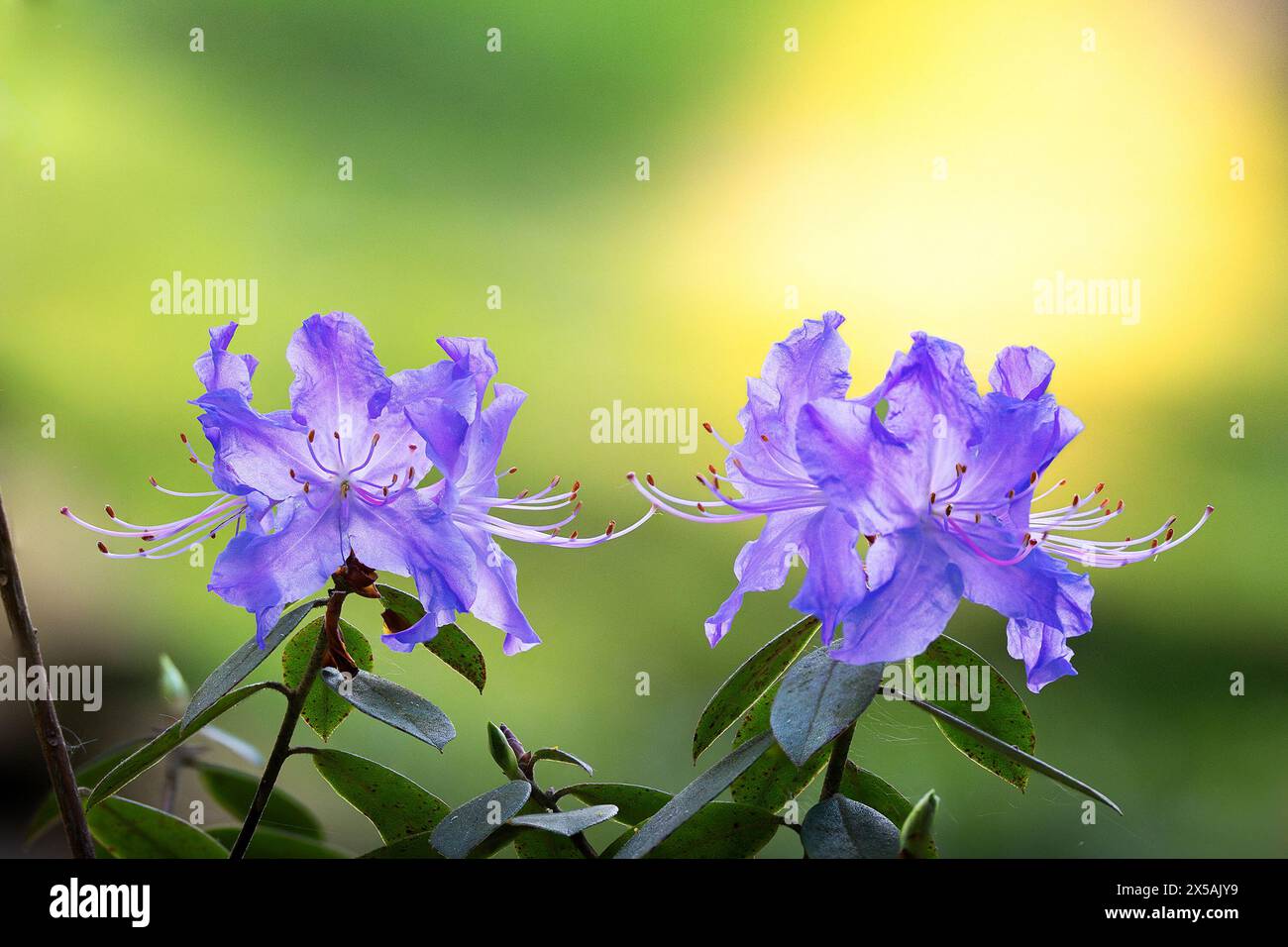 Violette Blüten in wunderschönem Sonnenuntergangslicht, fokussiertes Stapelbild Stockfoto