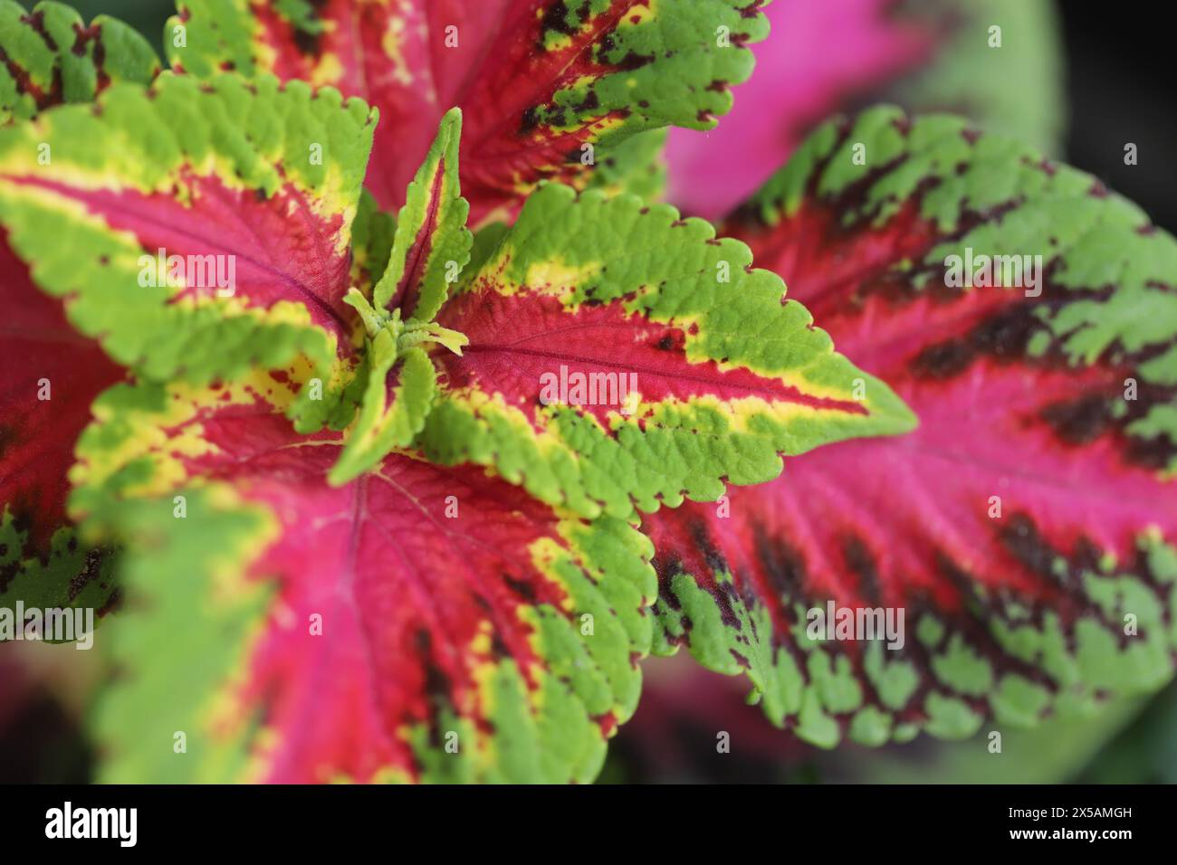 Coleus, bemalte Brennnessel (Coleus scutellarioides) Stockfoto