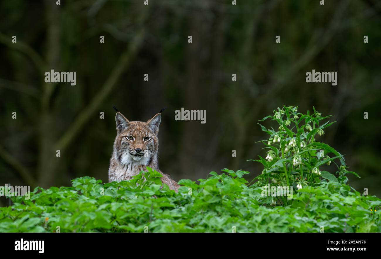 Eurasischer Luchs (Lynx Luchs) am Waldrand / Waldrand Stockfoto