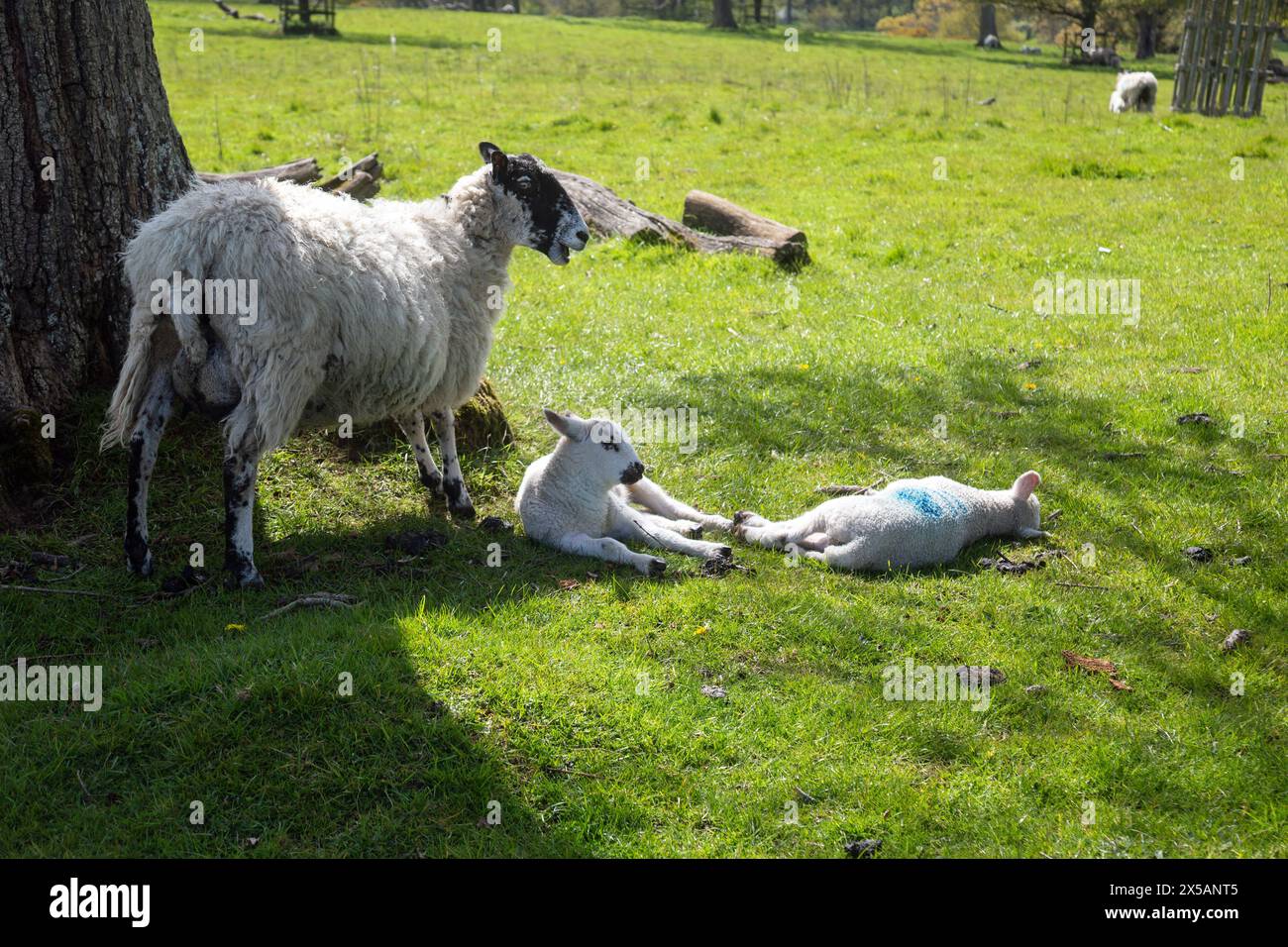 Norfolk, England, 26. April 2024, Pastoralszene mit Frühlingslämmern. Stockfoto