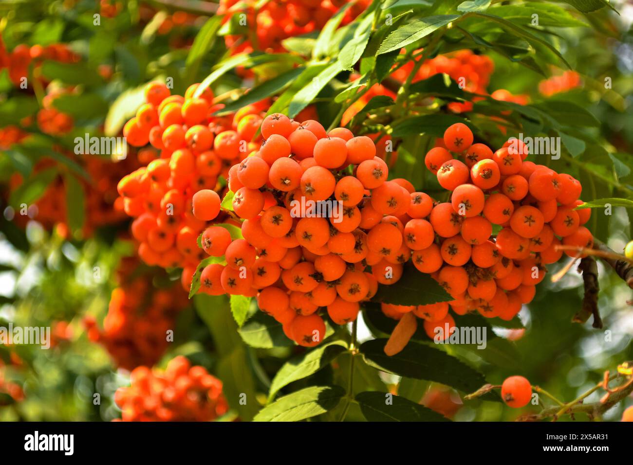 Ein Haufen reifer orangefarbener Vogelbeeren aus der Nähe, beleuchtet von Sonnenlicht vor einem Hintergrund grüner Blätter Stockfoto