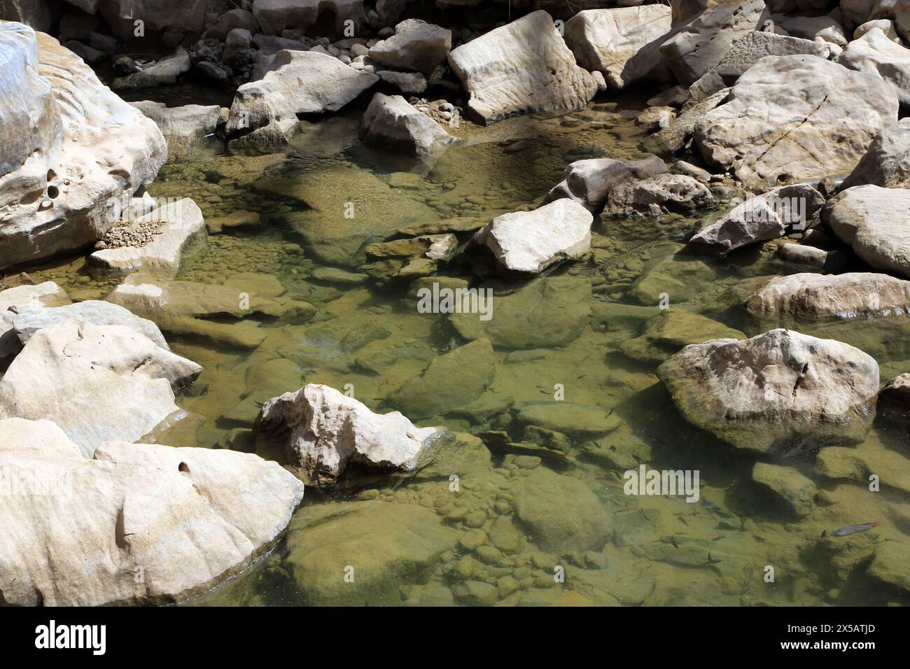 Wadi Bani Khalid Fish in Natural Springs fließen das ganze Jahr über im östlichen Hajar-Gebirge Oman Stockfoto
