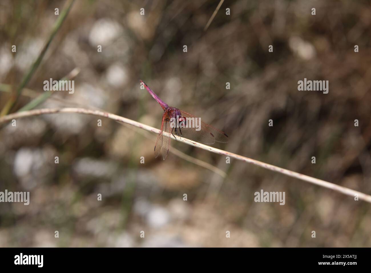 Wadi Bani Khalid Violet Veinede Drop Wing - Trithemis Arteriosa Oman Stockfoto