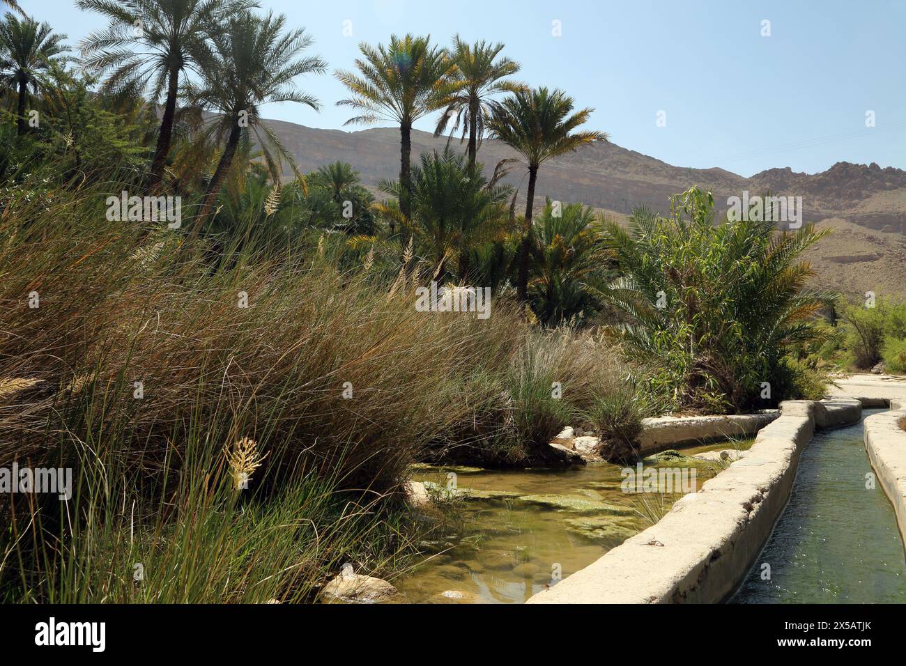 Wadi Bani Khalid Falaj Bewässerungssystem von Date Palms Oman Stockfoto