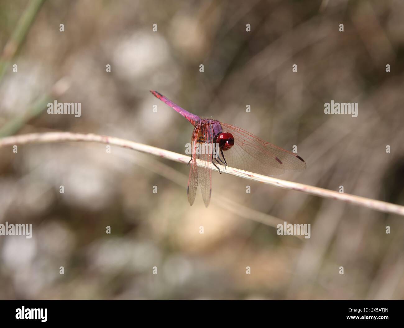 Wadi Bani Khalid Violet Veinede Drop Wing - Trithemis Arteriosa Oman Stockfoto