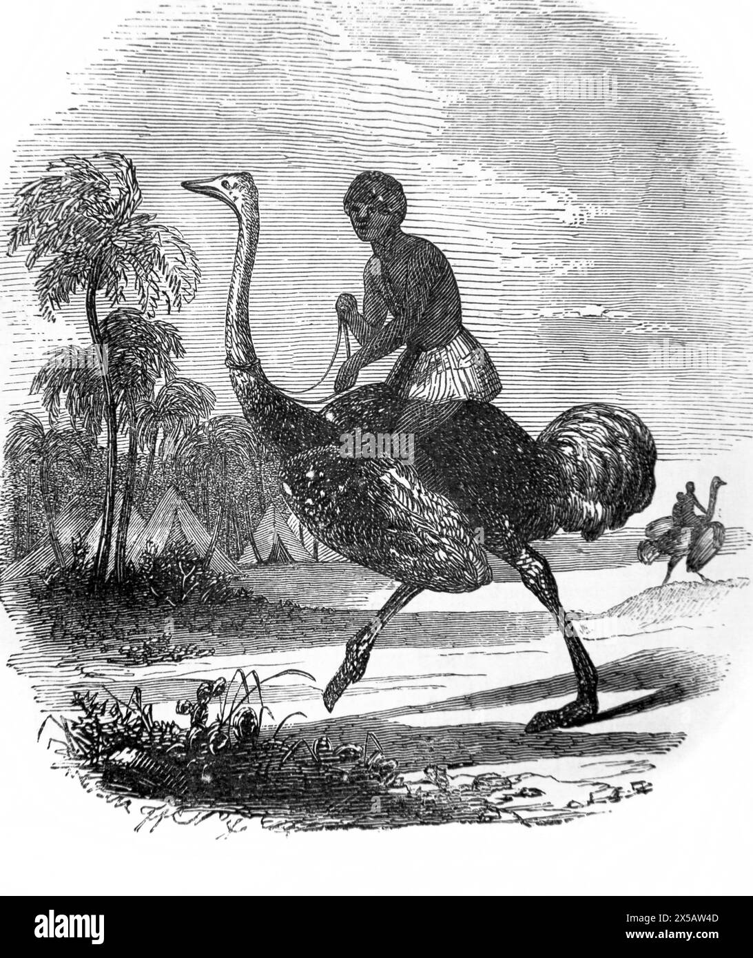 Holzgravierung eines Straußes und Reiters aus dem 19. Jahrhundert illustrierte Familienbibel Stockfoto