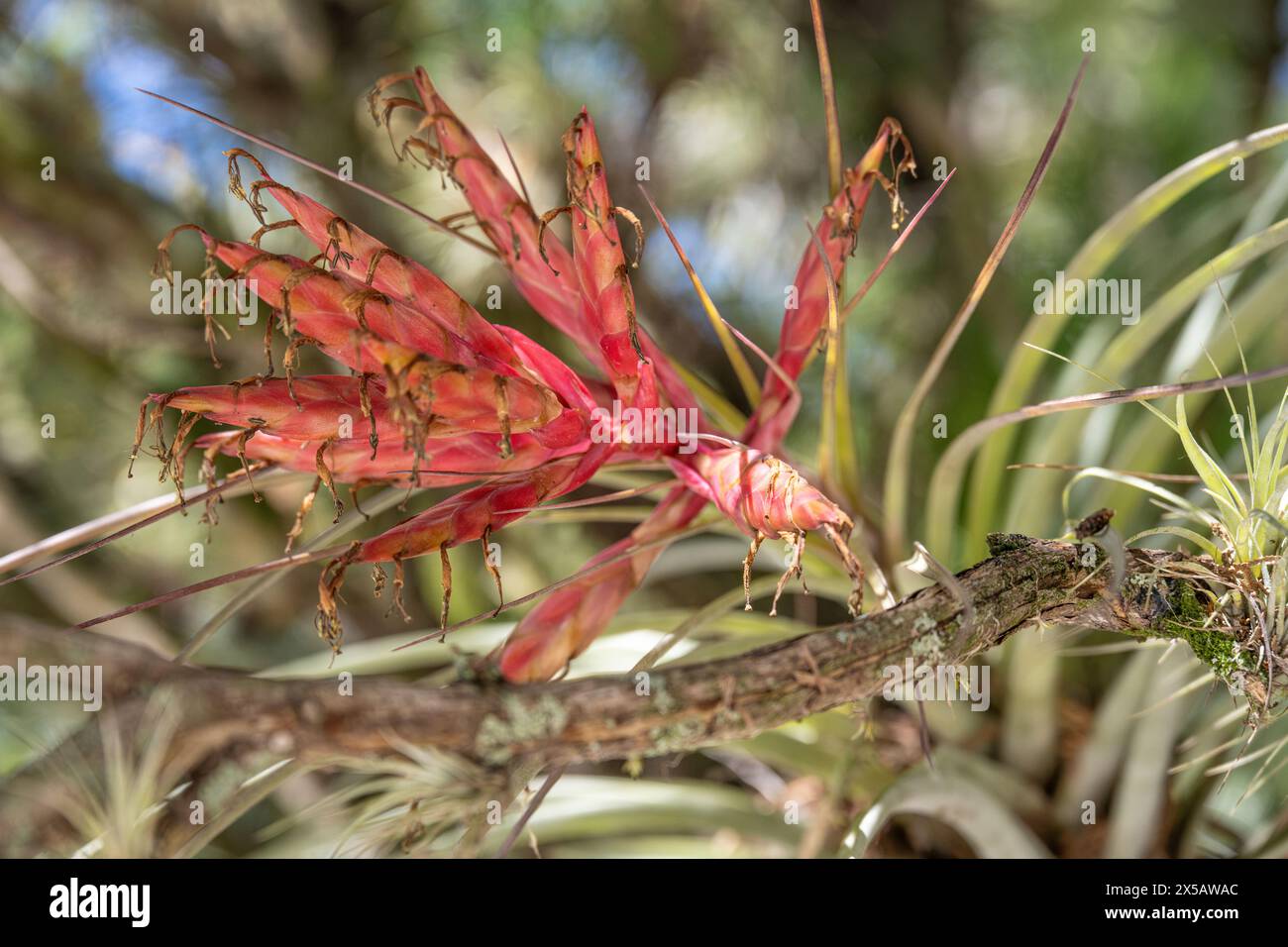 Infloreszenz einer Tillandsia fasciculata (auch bekannt als Cardinal airplant) im Palm Beach County, Florida. (USA) Stockfoto