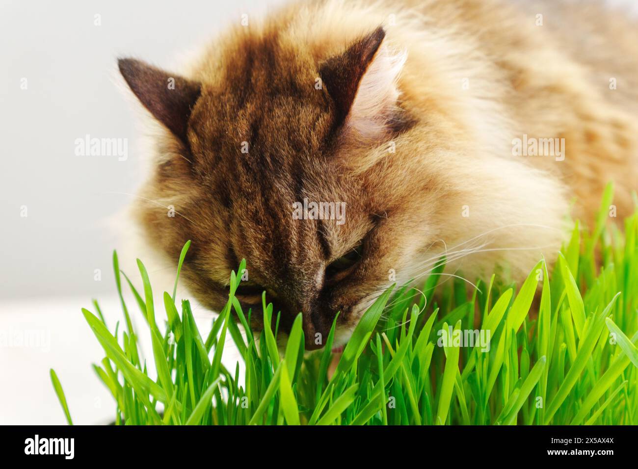 Katze isst frisches Gras drinnen, vielleicht als eine Möglichkeit, die Verdauung zu unterstützen. Selektiver Fokus Stockfoto