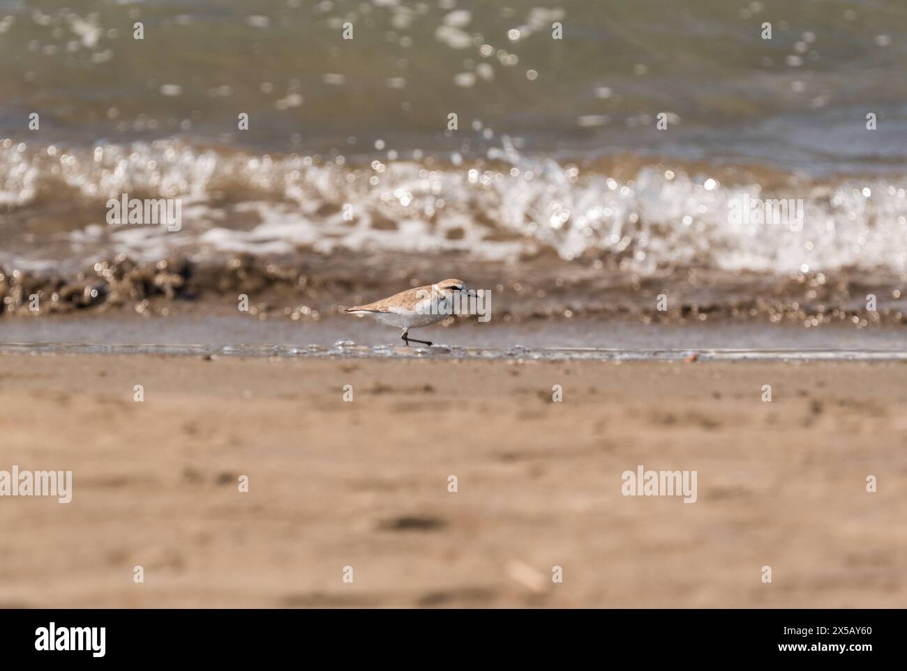 Kentish Plover (Charadius alexandrinus) am Strand von Andriake, Kas, Turkiye Stockfoto