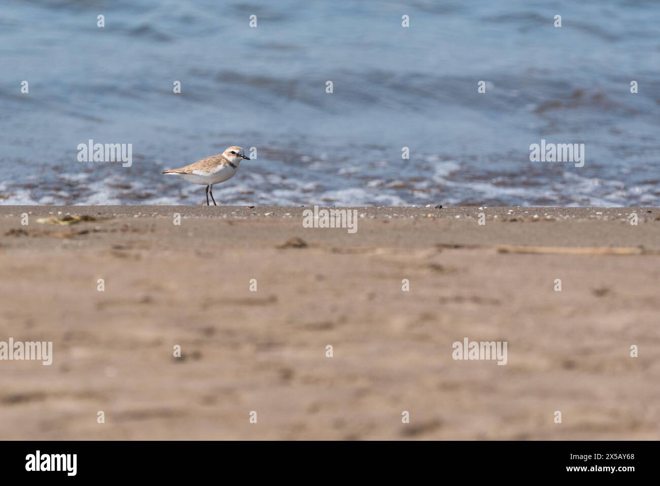 Kentish Plover (Charadius alexandrinus) am Strand von Andriake, Kas, Turkiye Stockfoto