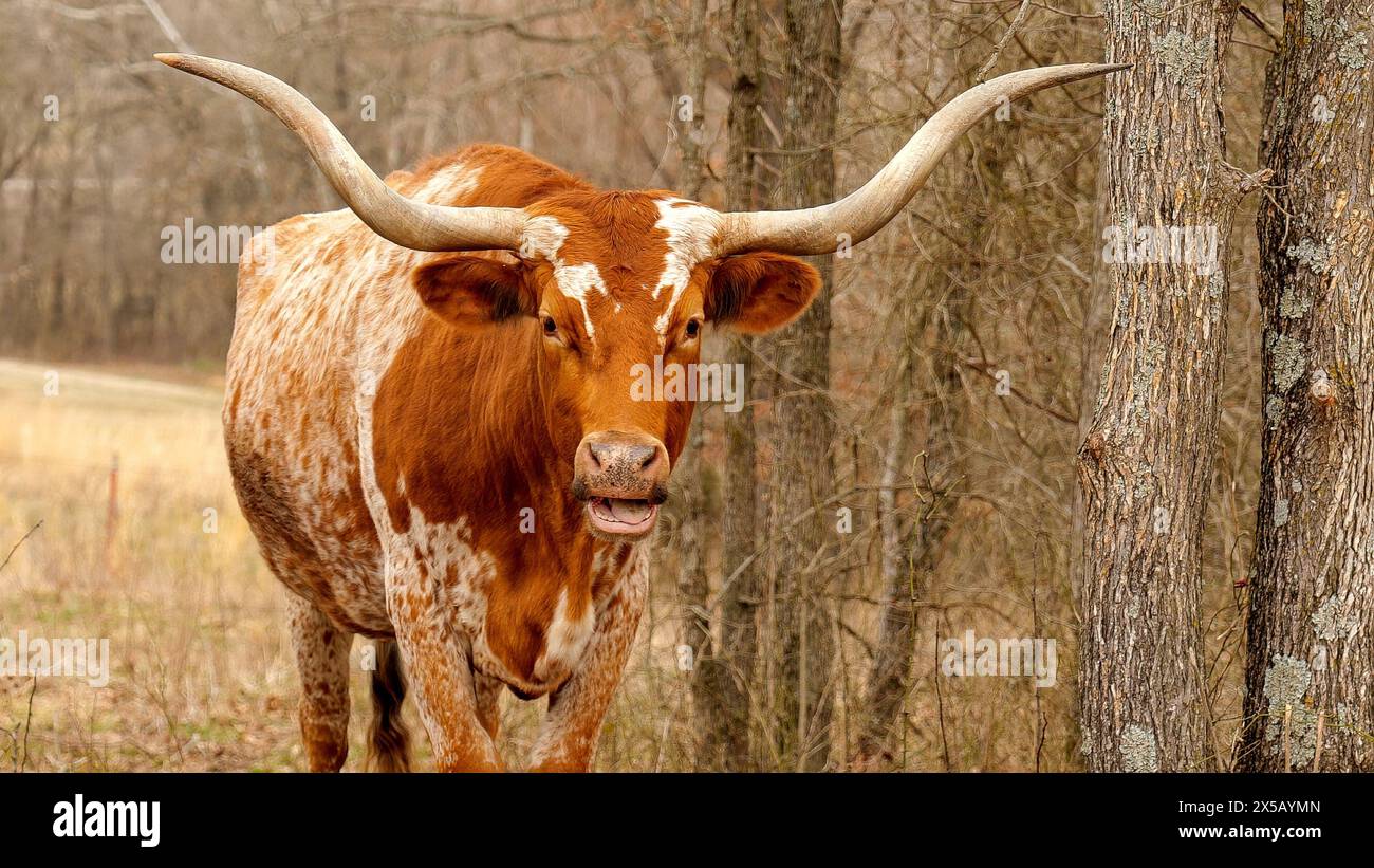 Texas Longhorn Rinderkuh, Bos taurus, mit braunen und weißen Sprenkelfarben und typischen langen Hörnern, in der Nähe von Bäumen und Bürsten auf einer Weide, fa Stockfoto