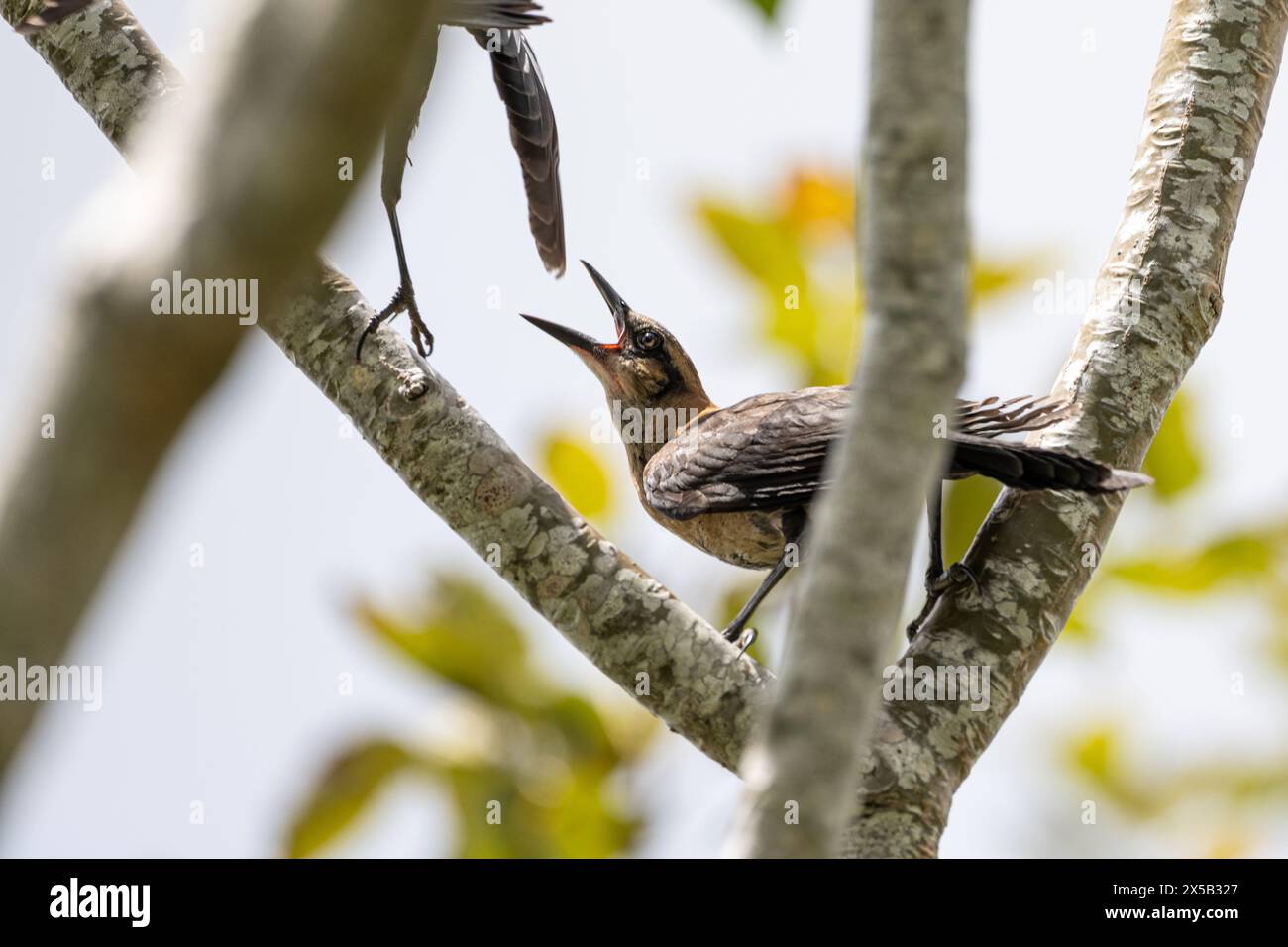 Weibliches Boot-Tail-Grackle, das einen anderen Vogel in Palm Beach County, Florida, anquasst. (USA) Stockfoto