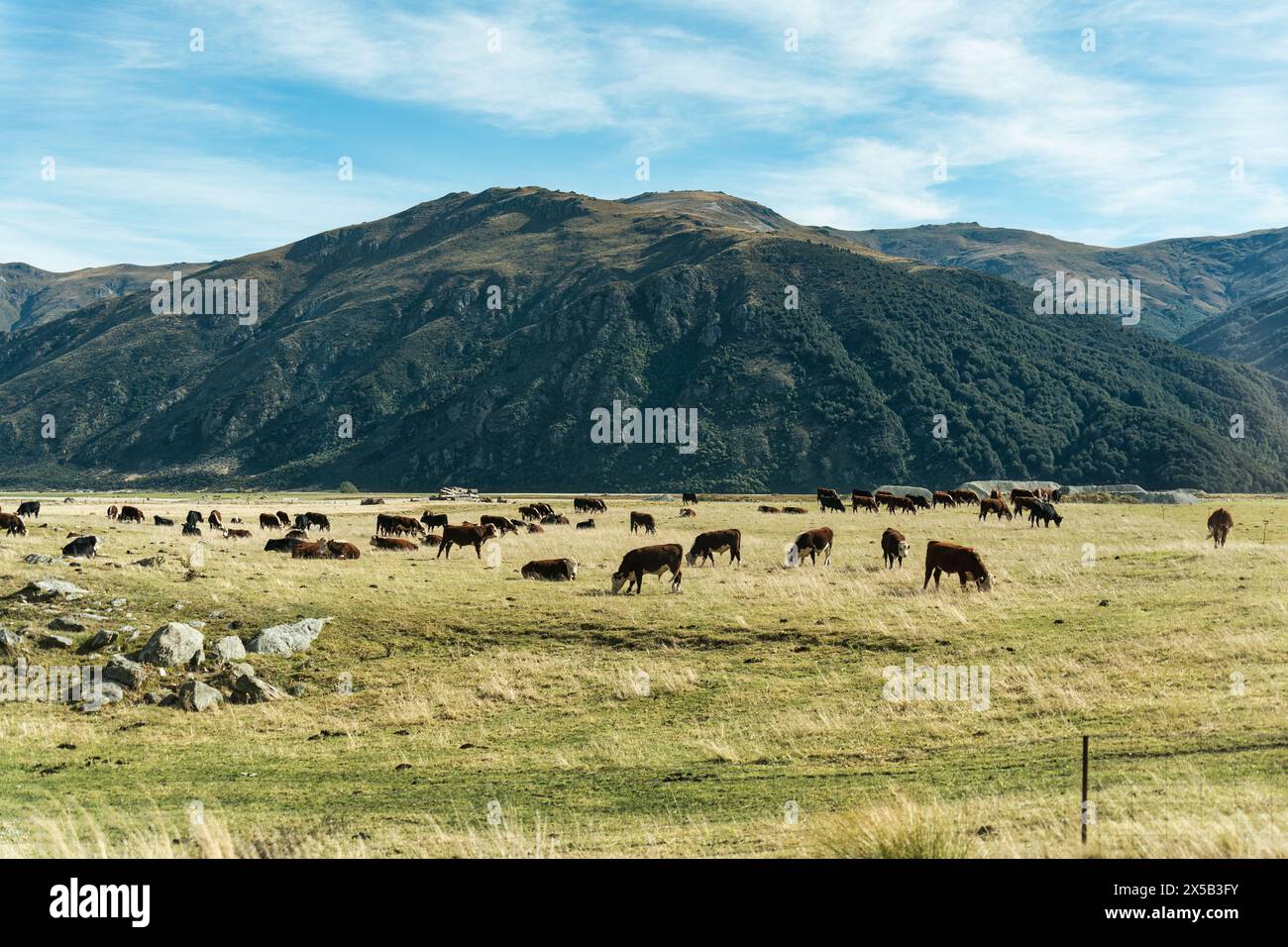 Herde von Kühen, die an sonnigen Tagen auf Weide und Berg auf Ackerland weiden Stockfoto