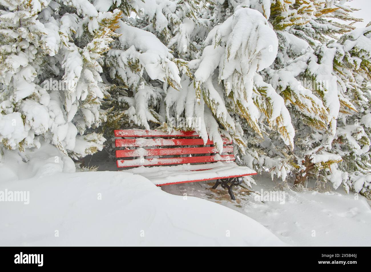 Rote Bank mit Schnee bedeckt. Zitronenzypresse bedeckt mit Schnee. Stockfoto