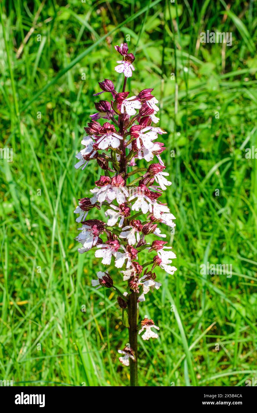 MilitärOrchidee (Orchis militaris) / Soldier Orchid - Sud-Touraine, Zentralfrankreich. Stockfoto