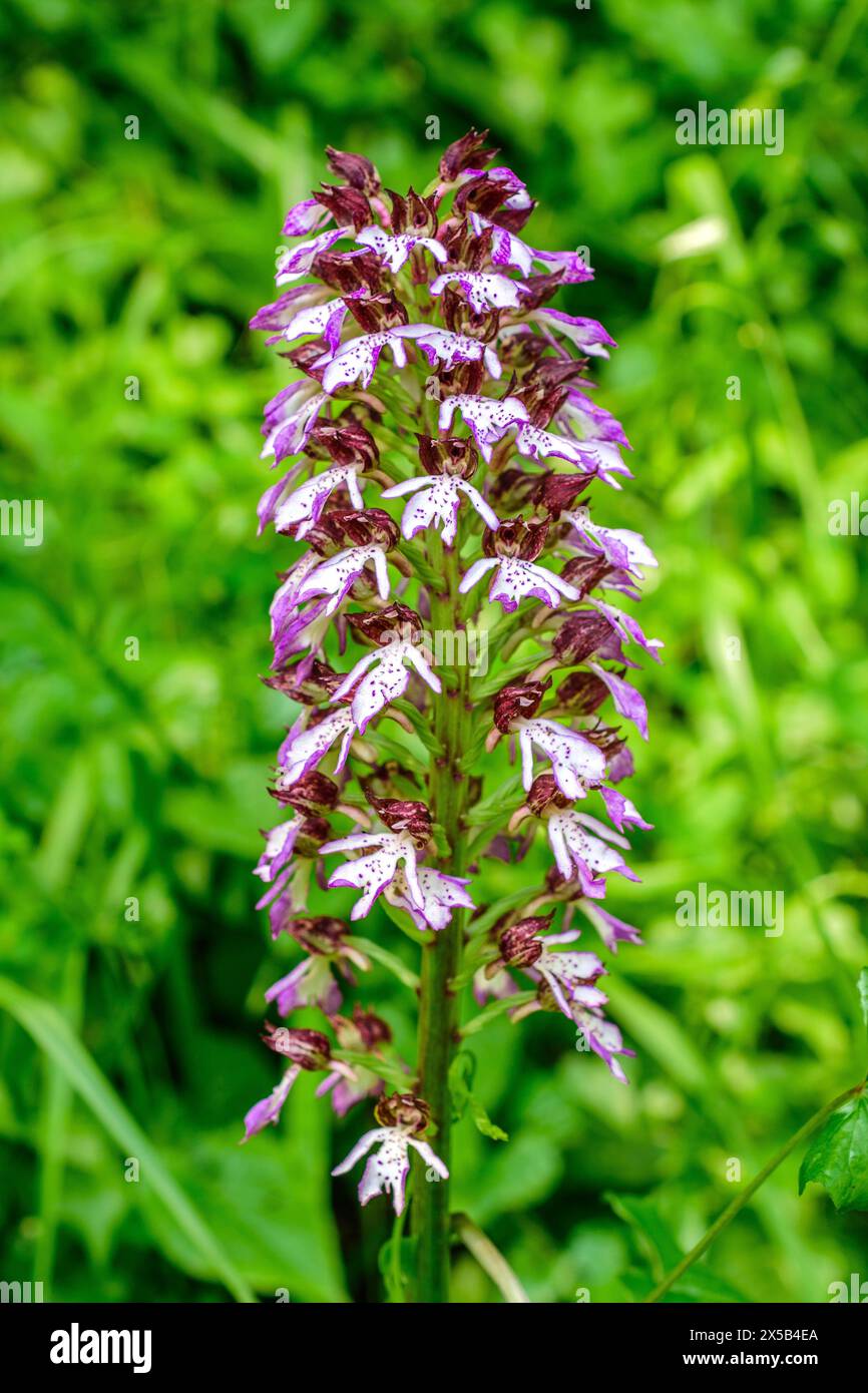 MilitärOrchidee (Orchis militaris) / Soldier Orchid - Sud-Touraine, Zentralfrankreich. Stockfoto