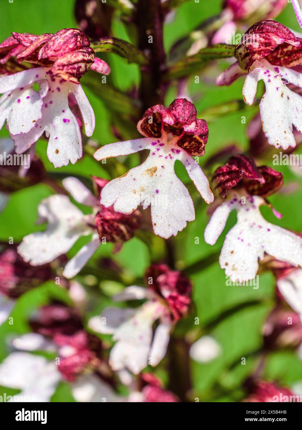 MilitärOrchidee (Orchis militaris) / Soldier Orchid - Sud-Touraine, Zentralfrankreich. Stockfoto