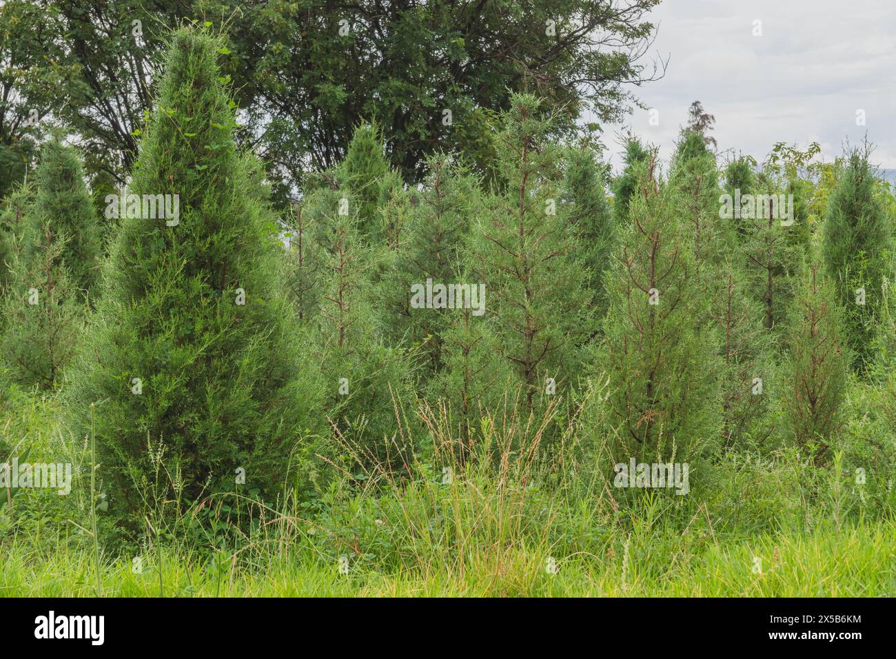 Kleine Kiefernsämlinge, die in einem Wald zur Wiederaufforstung gepflanzt werden. Klimawandel und Rettung des Planeten Stockfoto
