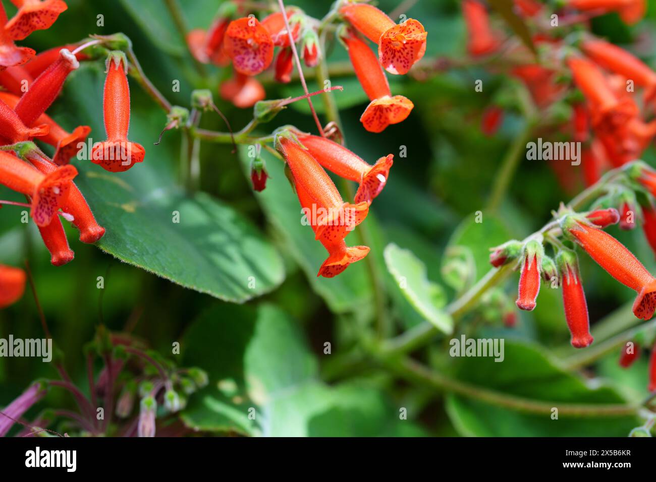 Kohleria eriantha Blume. Das Foto wurde im botanischen Garten Zürich aufgenommen. Stockfoto