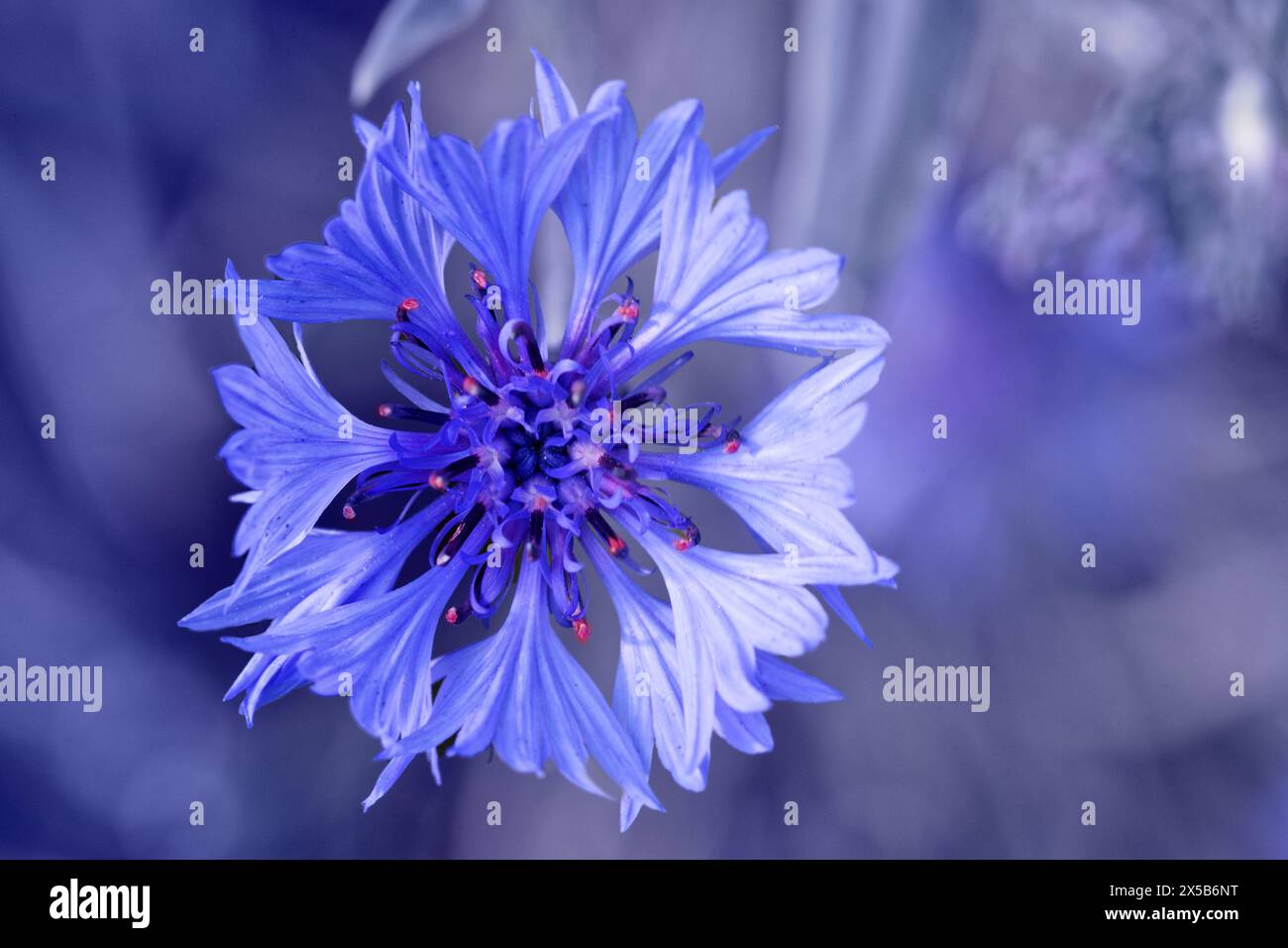 Blau Bachelor- Schaltfläche Blumen, kornblume an einem sonnigen Tag Stockfoto