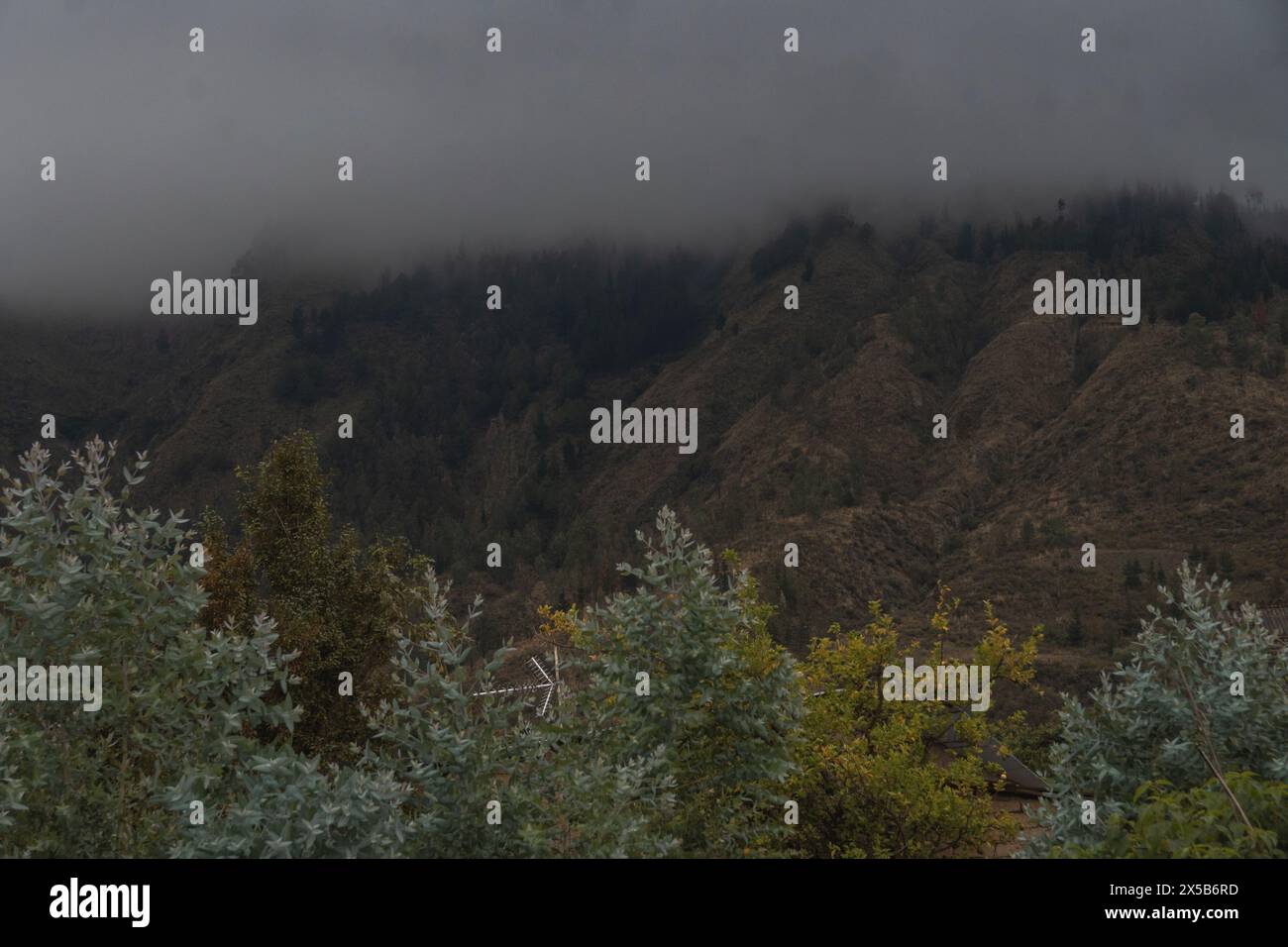 Berge von blauem Nebel am frühen Morgen mit Hängen und Kiefern und bunten Bäumen, Winterlandschaft. Stockfoto