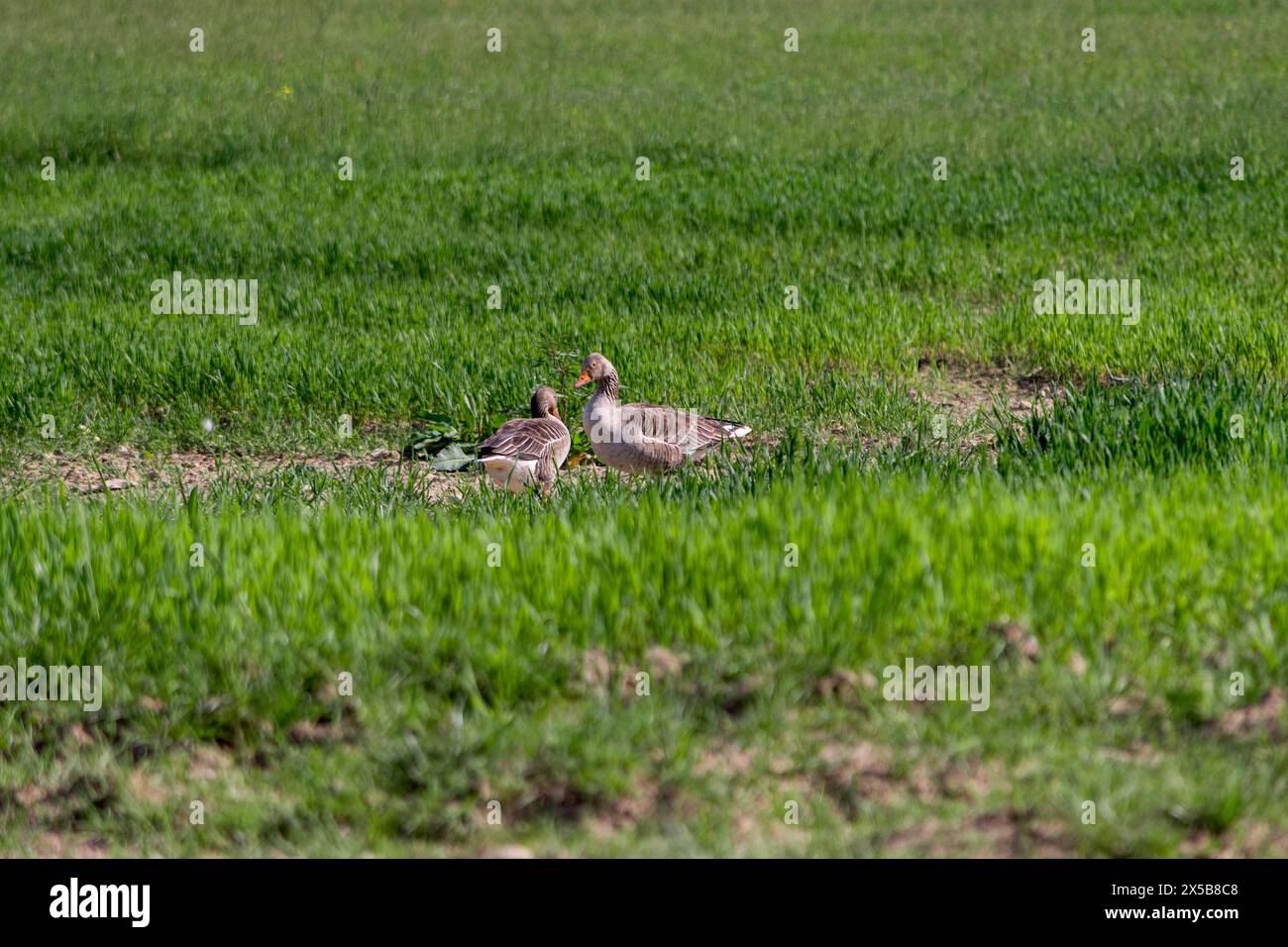 Wilde Gänse auf einem neu gesäten Feld. Große Gans mit weißem Bauch und Rumpf sucht nach Nahrung. Stockfoto