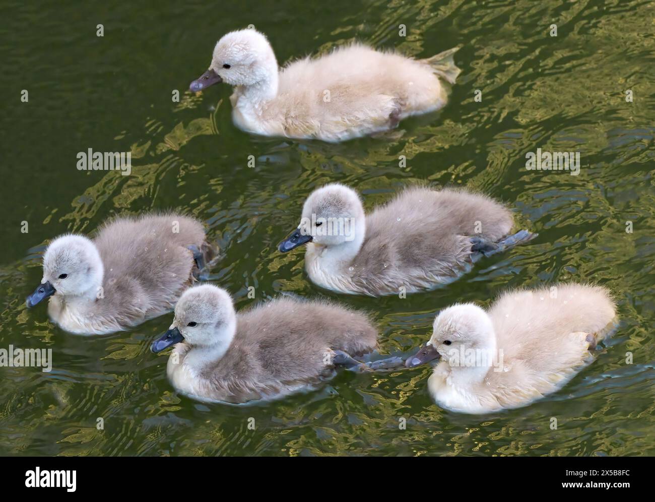 Fünf junge Schwäne von Mute Swan (Cygnus olor) schwimmen zusammen im grünlichen Wasser Stockfoto