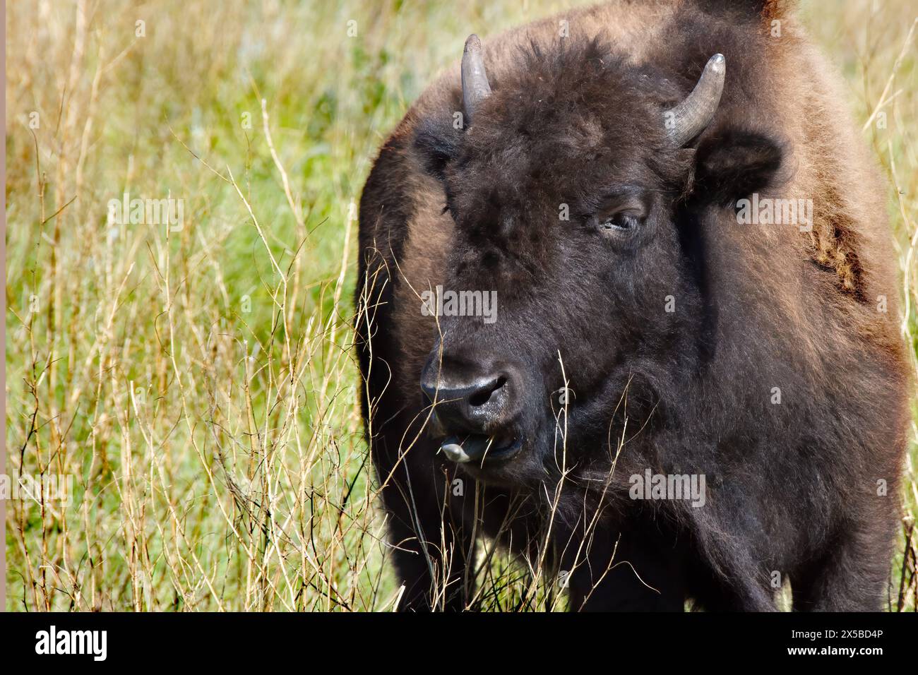 Ein junger Bison auf einem grünen Feld. Stockfoto