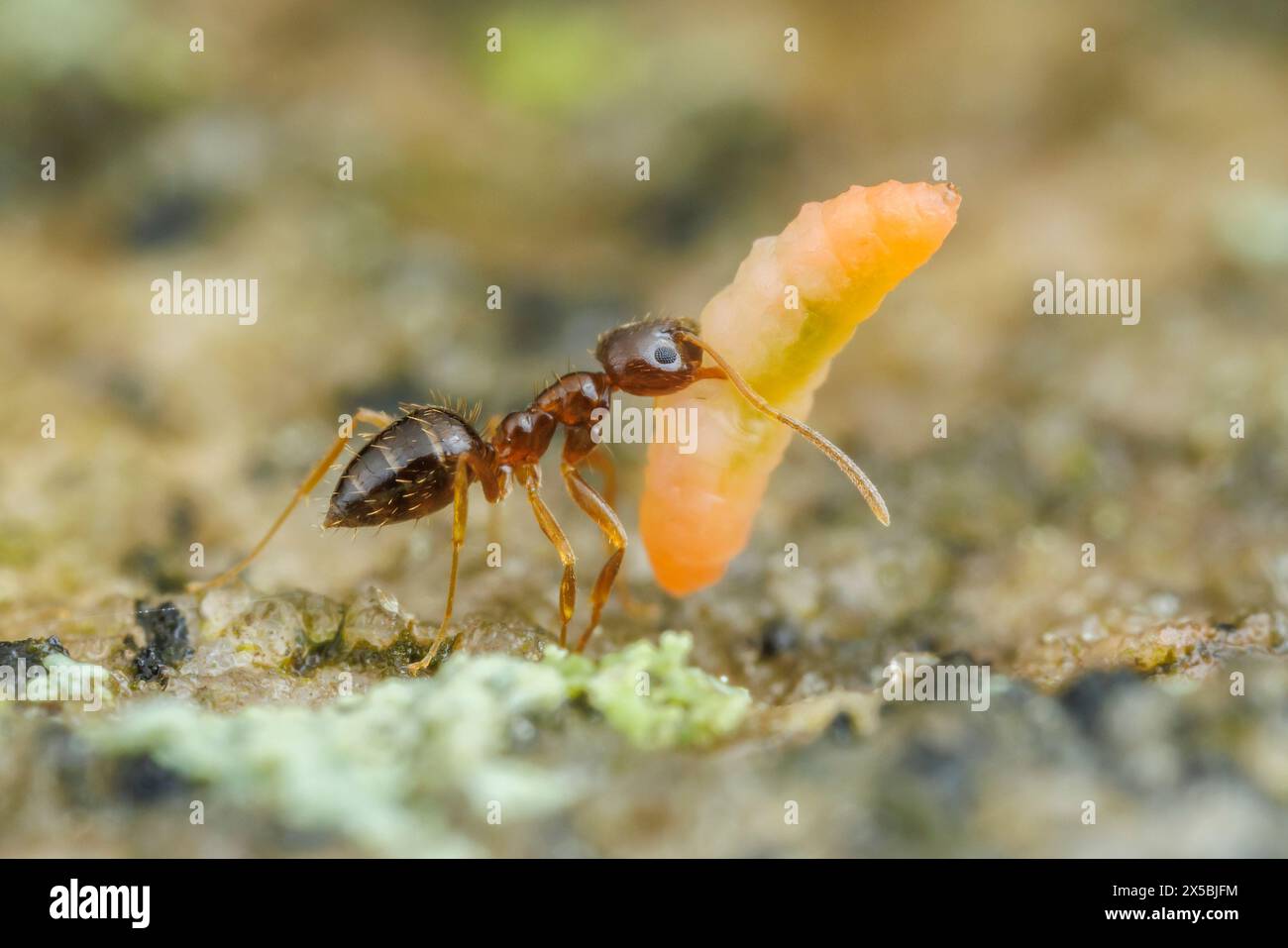Ein Arbeiter der verrückten Anten (Nylanderia flavipes) trägt eine geplünderte Insektenlarve zurück in sein Nest. Stockfoto