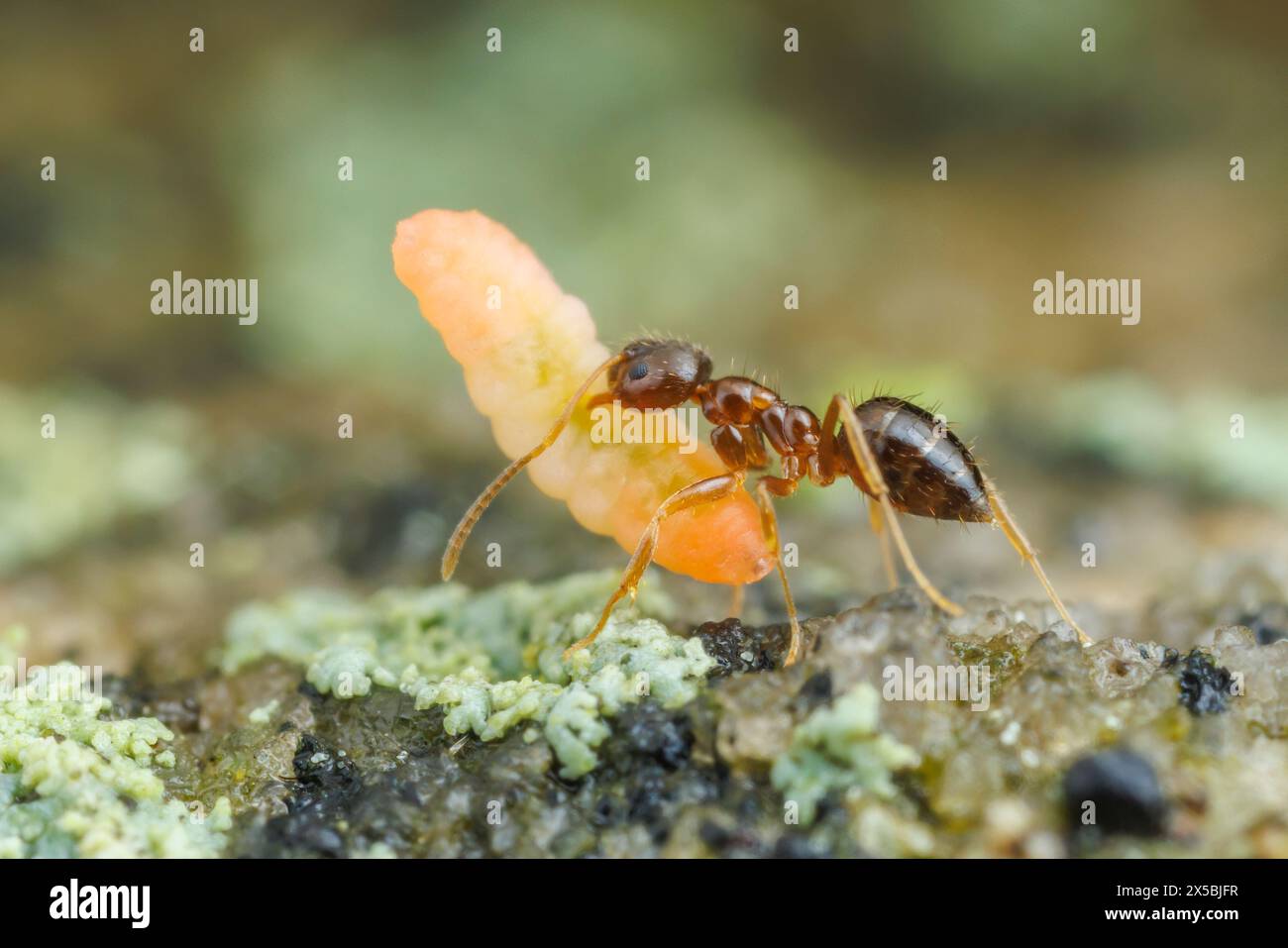 Ein Arbeiter der verrückten Anten (Nylanderia flavipes) trägt eine geplünderte Insektenlarve zurück in sein Nest. Stockfoto