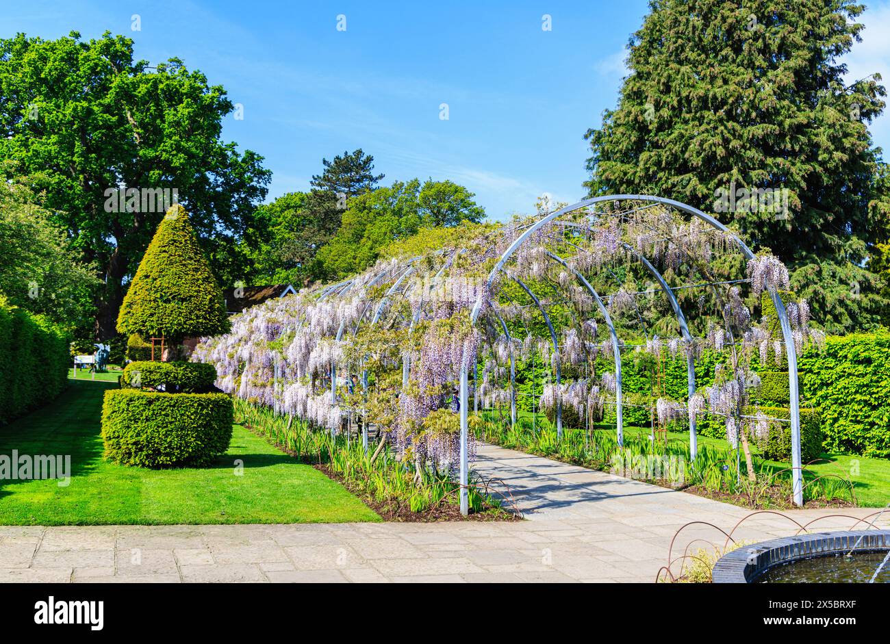 Wunderschöner malvenfarbener Glyzinien-Bogen (Wisteria Kokuryu) blüht im Frühjahr im RHS Garden, Wisley, Surrey, Südosten Englands Stockfoto