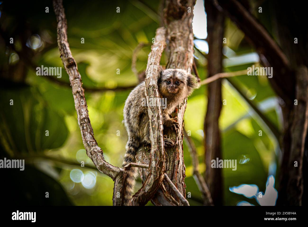 Ein weißgetuftetes Marmoset (Callithrix jacchus), das sich an einen Baum in Rio de Janeiro, Brasilien, klammert Stockfoto