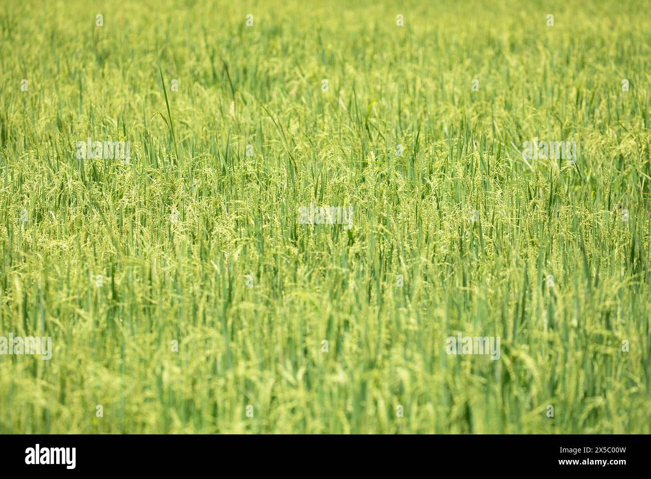 Reispikeletinfloreszenz. Nahaufnahme zu grünen Reissamen im Paddy-Ohr. Wunderschönes goldenes Reisfeld und Ohr Stockfoto