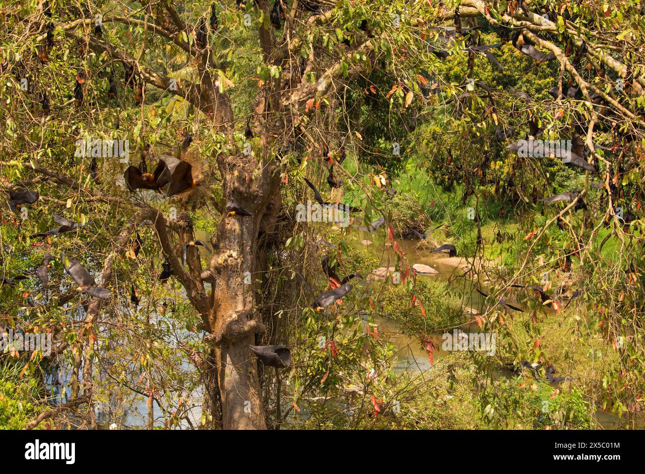 Close-up-hängende Marianenfruchtefledermaus (Pteropus mariannus) auf blauem Himmel-Naturhintergrund in Sri Lanka. Wilde Tiere in einer natürlichen Umgebung für Sie Stockfoto