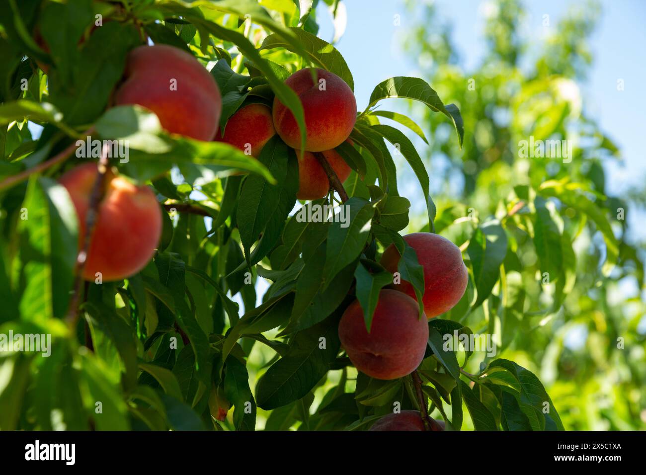 Reife Pfirsiche auf Bäumen Stockfoto