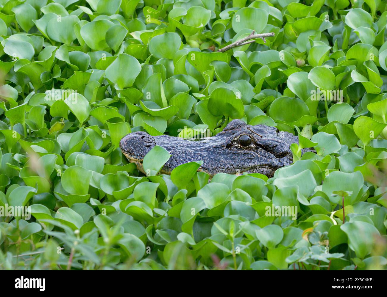 Amerikanischer Alligator (Alligator mississippiensis), der sich in Dickhäuten der Wasserhyazinthen (Pontederia [Eichhornia] crassipes) versteckt, Brazos Bend SP, Texas Stockfoto