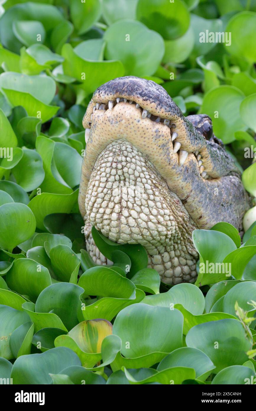 Amerikanischer Alligator (Alligator mississippiensis), der im Dickicht der Wasserhyazinthen (Pontederia [Eichhornia] crassipes) brüllt, Brazos Bend State Park, T Stockfoto