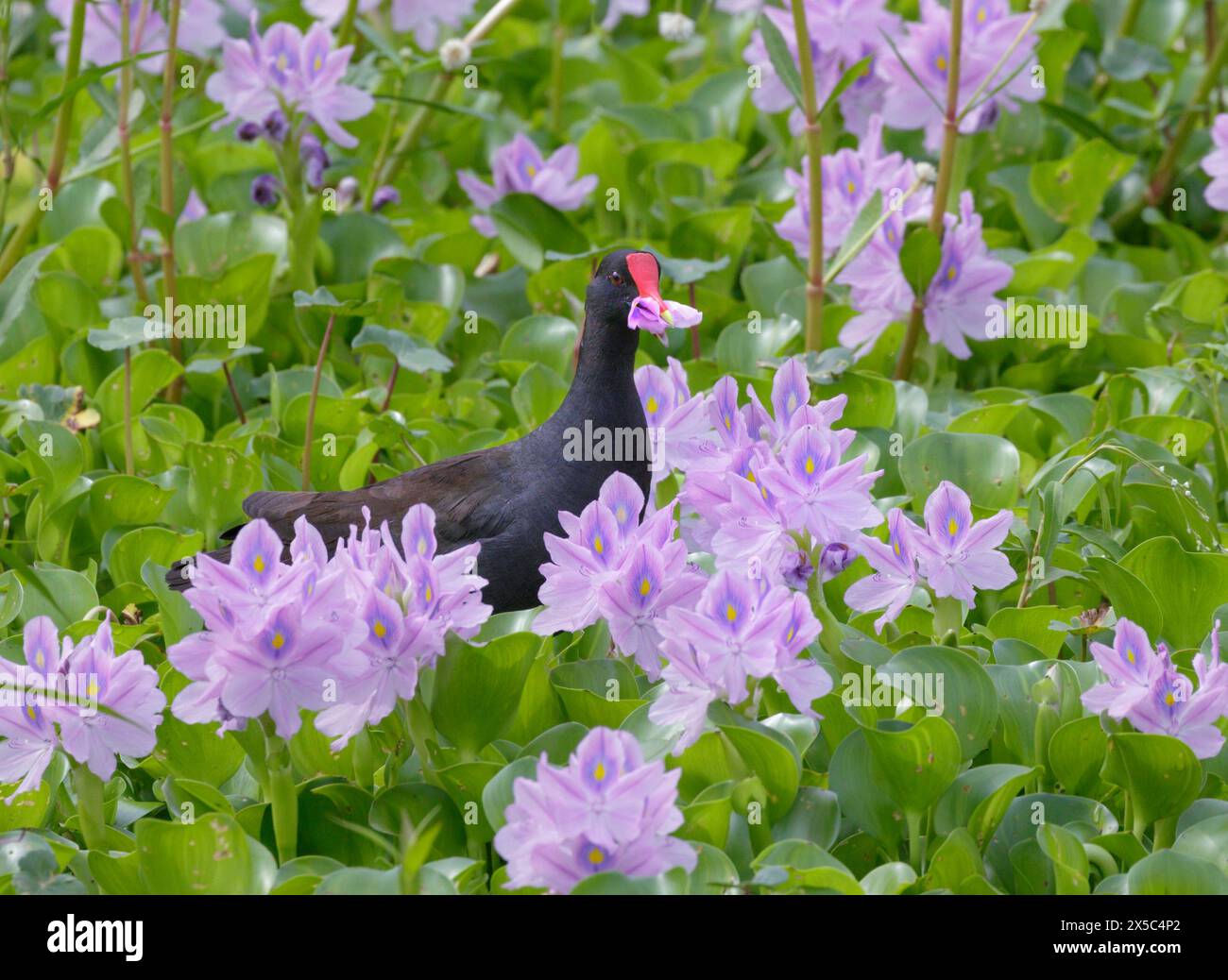 Gallinule (Gallinula galeata) isst Blütenblätter der Wasserhyazinthe (Pontederia [Eichhornia] crassipes), Brazos Bend State Park, Texas, USA. Stockfoto