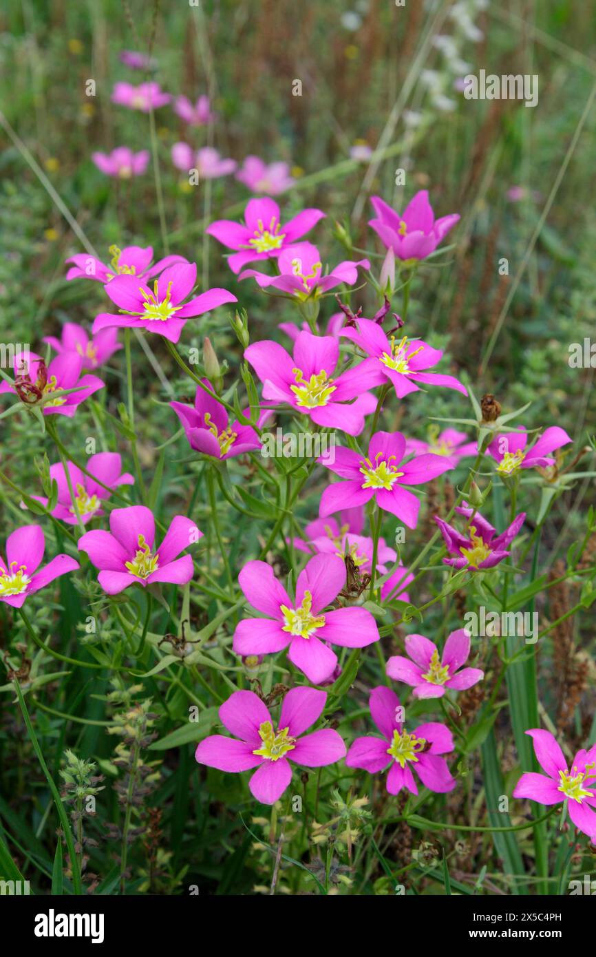 Wiese Pink (Sabatia campestris), auch bekannt als Texas Star, Prairie Rose-Entian im April, Brazos Bend State Park, Texas, USA Stockfoto